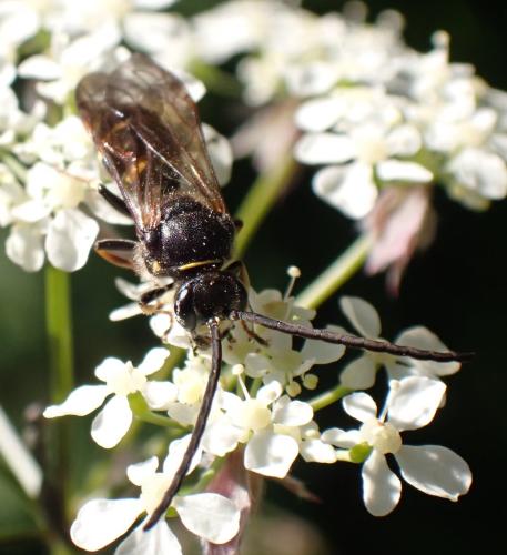Réf. 294 906 : Argogorytes mystaceus